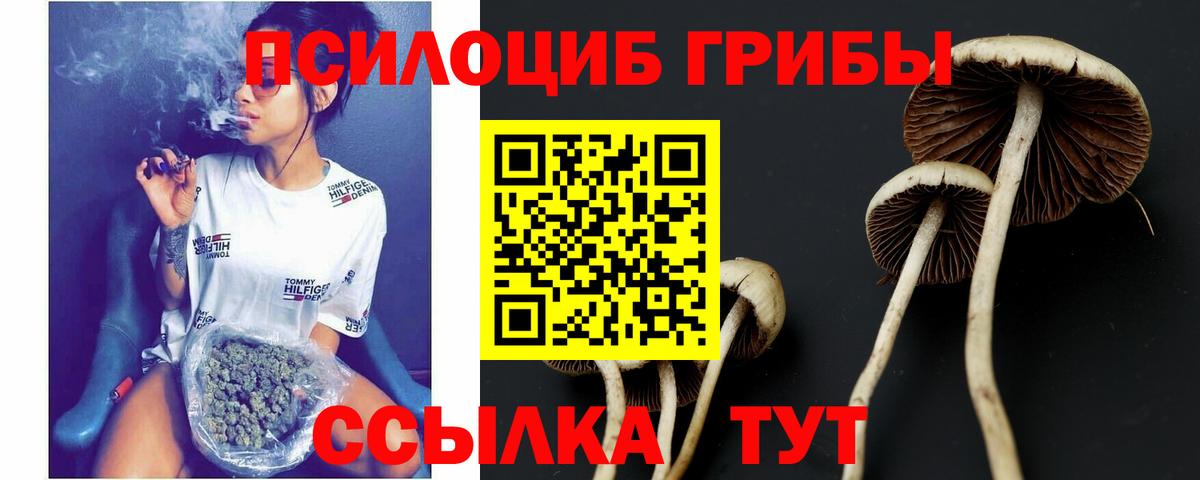 Галлюциногенные грибы Psilocybine cubensis Крымск